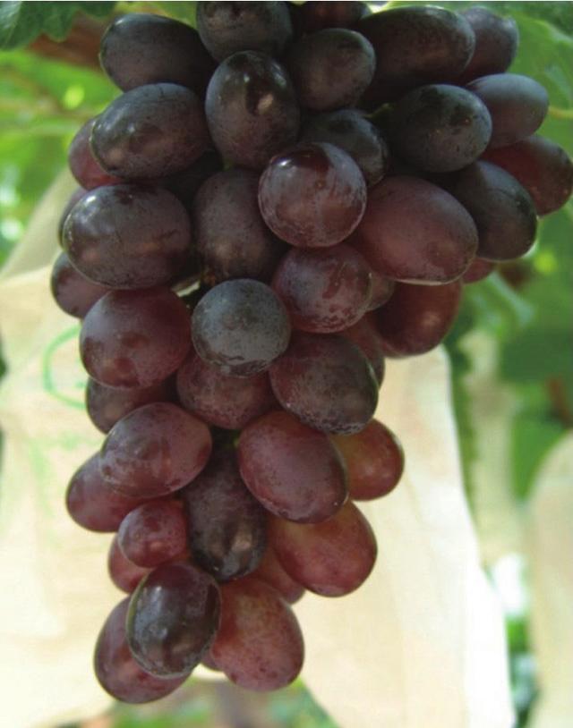 什么品种的葡萄最好种植（这14个优质早熟葡萄品种）