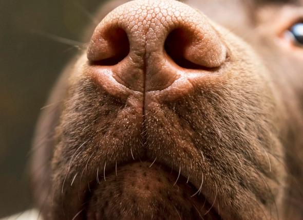 狗鼻子发干是什么病（狗鼻子干燥就代表生病）(2)