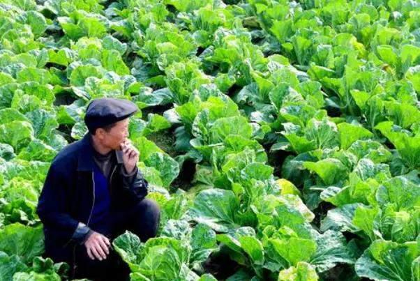 春白菜露地种植技术与管理法（农民种植39）(2)