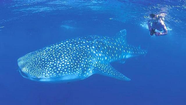 为什么鲸鲨是最大的鱼（体重可达12000多公斤）