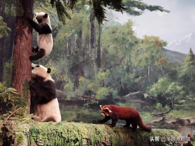 成都熊猫基地熊猫宝宝（川蜀育国宝佳地宠熊猫）(110)