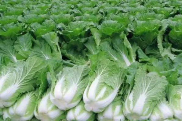 春白菜露地种植技术与管理法（农民种植39）(1)