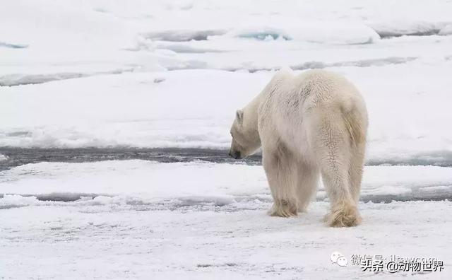 现存最大的北极熊（体型最大的陆上肉食性动物-北极熊）(24)