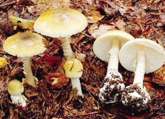 什么蘑菇有毒还可以吃（这些蘑菇都有毒）(9)