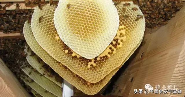 蜂蜜养生食疗功效和方法（蜂蜜的食疗大作用）(1)