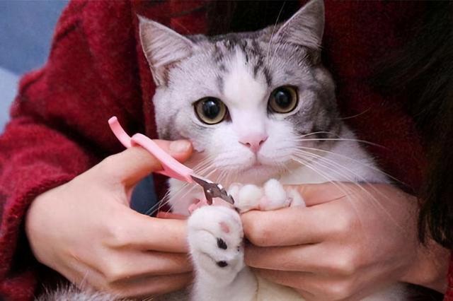 怎么在家自己给猫咪剪指甲（给猫咪剪指甲并不难）(1)