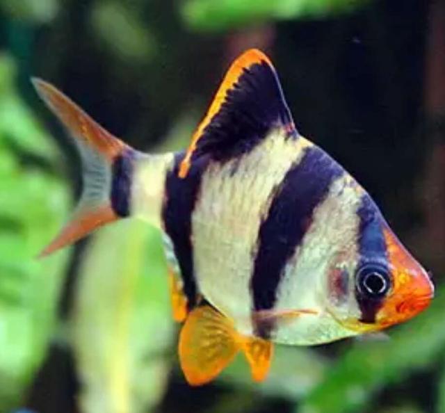 热带观赏鱼是怎么繁殖的（只要是夏天的水温一到）(4)