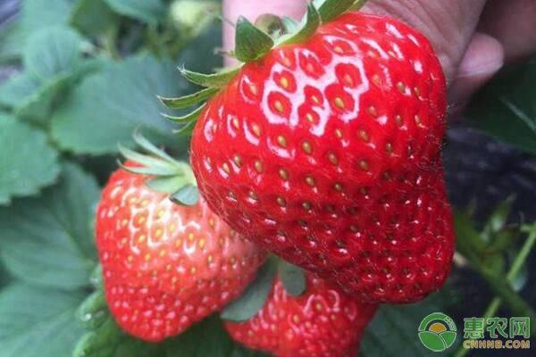 种植草莓没有蜜蜂授粉怎么办（如何促进草莓花期授粉）(3)