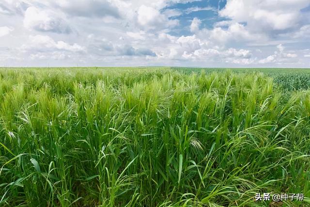 燕麦和小麦在外形上有什么区别（燕麦的种植方法）(1)