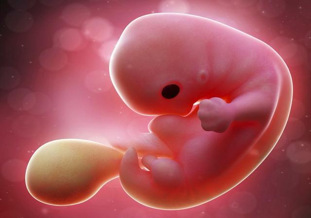 怀孕50天未见胎心和胎芽只见孕囊（怀孕50多天孕囊在长）(6)