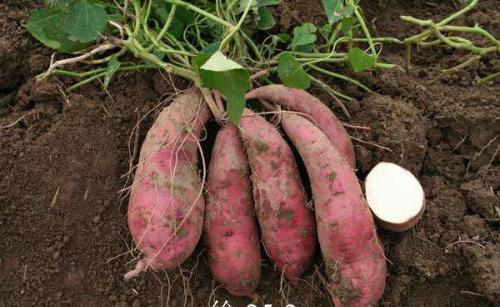 红薯的栽种时间是几月份（红薯适合几月份栽种）(5)