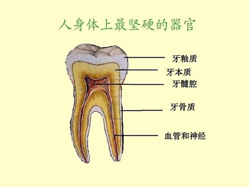蛀牙补牙后一般能维持多久（睡前疼痛最剧烈）