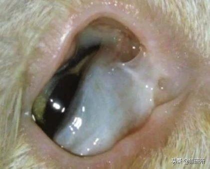 猫咪单只眼睛急性结膜炎怎么治疗（猫咪爱挠眼睛结膜炎反复）(12)