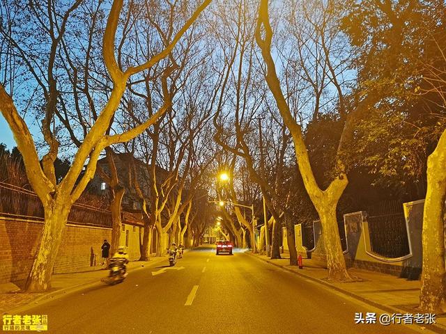 南京秋天看梧桐树去哪里最好（上海和南京的城市风景线）(1)