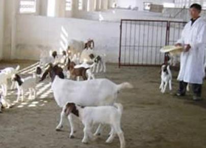 养羊技术大全圈养山羊（100只波尔山羊羊羔）(2)