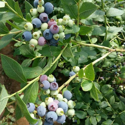 阳台栽种蓝莓（蓝莓太贵啦自身阳台种）(5)