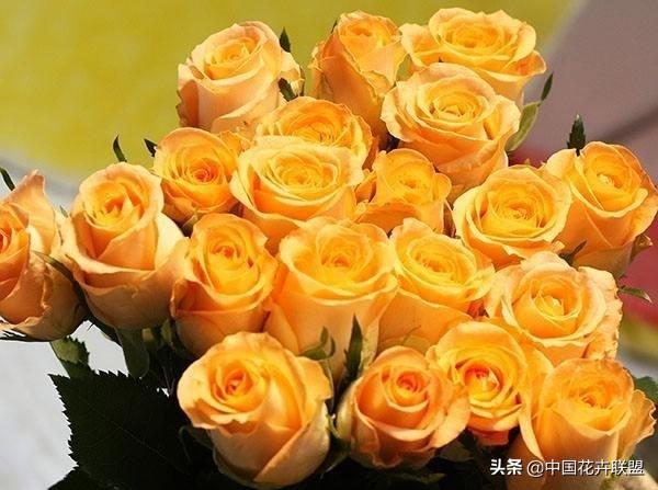 常见玫瑰花品种大全（26种常见玫瑰花品种集合）(17)