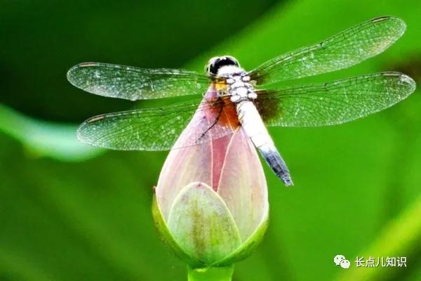 蜻蜓为什么能平衡（蜻蜓为什么要点水）(7)