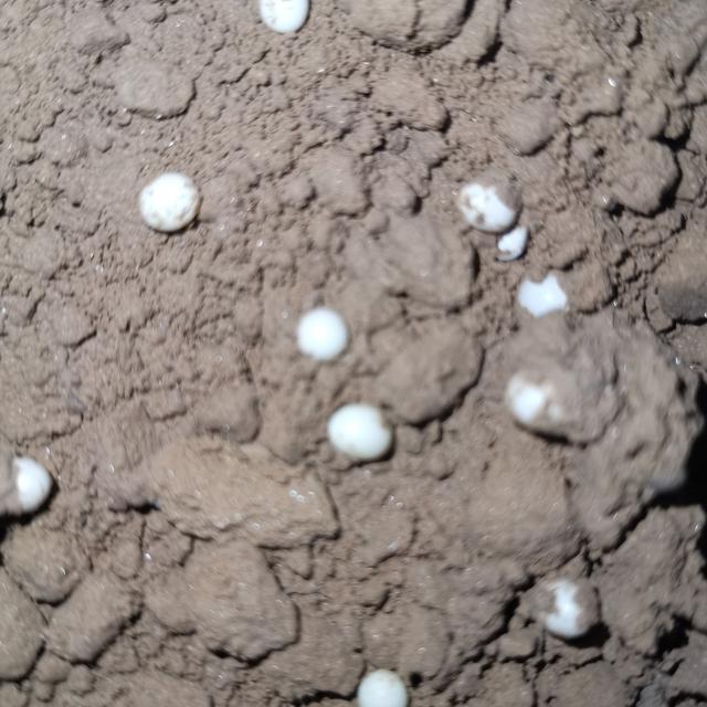 如何使用白玉蜗牛养殖（云耕时代白玉蜗牛养殖前期工作和经验教学）(6)