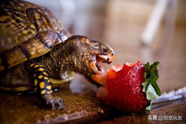 养龟的喂食量一定得好好把握（如何正确的给龟喂食）(2)