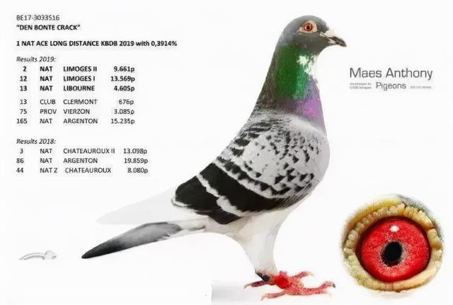 世界上最贵的赛鸽排名（十羽超级赛鸽身价近6000万）(5)