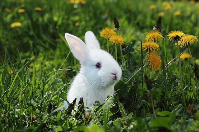 养兔怎样选公种兔（兔的发情观察与配种技术）(2)
