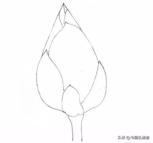 工笔荷花花朵的画法（简单小教程工笔荷花花苞）(2)