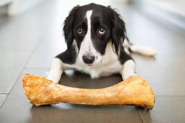 狗狗绝对不能吃的18种食物（记住这五种食物）(5)