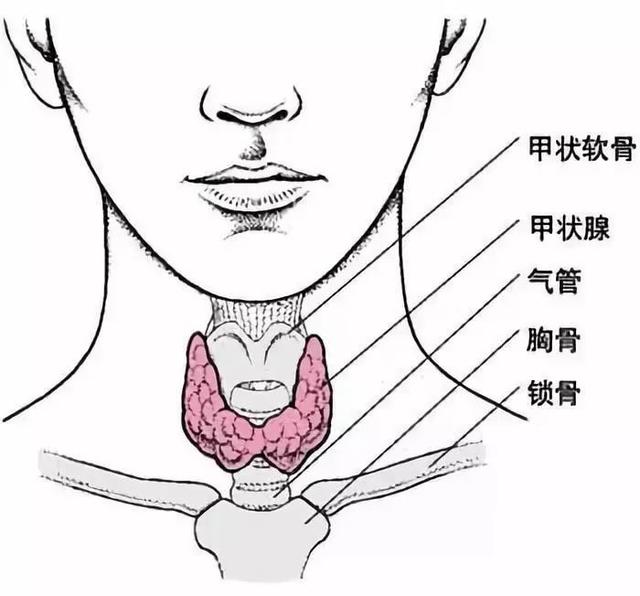 甲状腺的形状结构和位置（认识甲状腺的解剖结构）(1)