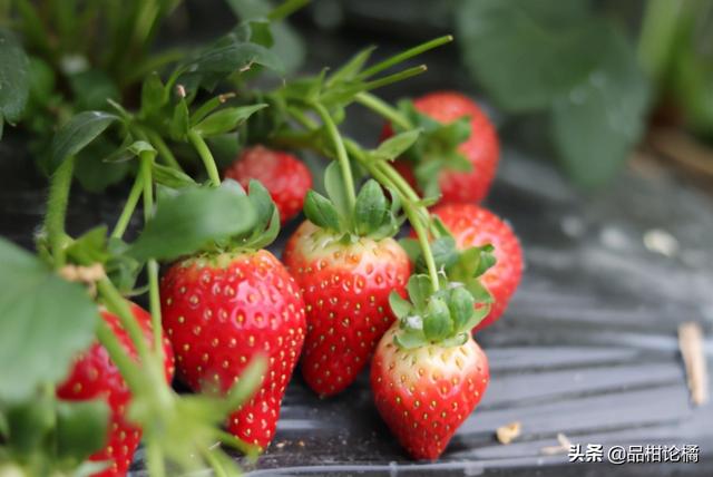 草莓栽种的方法（草莓种植的繁殖方法）(1)