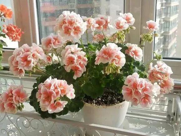 春天阳台适合养的花（适合春天的60种花）(3)