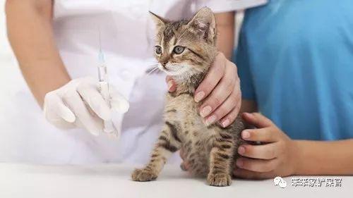 猫咪打疫苗注意事项和手续（猫咪疫苗未打完）(3)