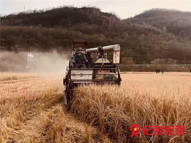 富县水稻发展（万亩水稻打造黄土高原上的）(6)