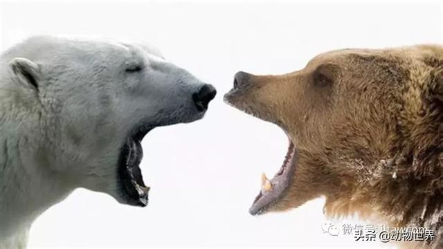 现存最大的北极熊（体型最大的陆上肉食性动物-北极熊）(8)