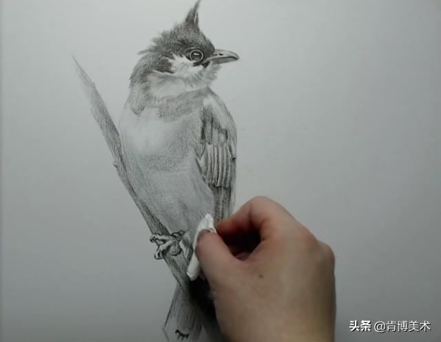 素描教程小鸟的画法步骤（新手入门必学素描小鸟）(5)