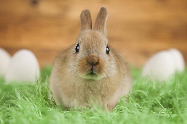 幼兔不爱吃兔粮正常么（幼兔没有兔粮吃什么）(2)