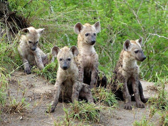 斑鬣狗群有多少只（草原上的二当家）(5)