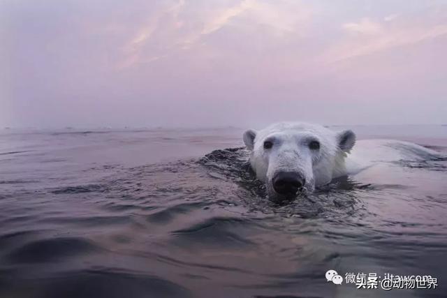 现存最大的北极熊（体型最大的陆上肉食性动物-北极熊）(12)