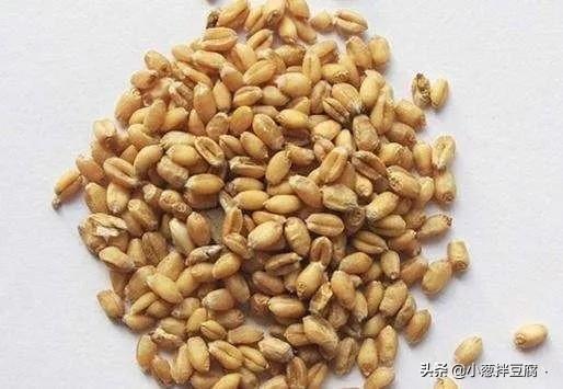 今年小麦播种量多少斤最合适（小麦一亩地播种多少斤合适）