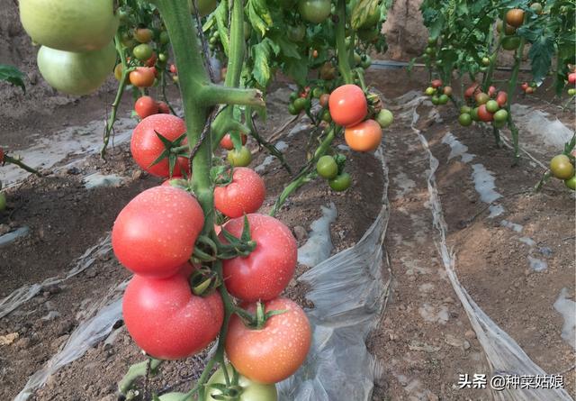 番茄产量如何提升（番茄植株调整很重要）(4)