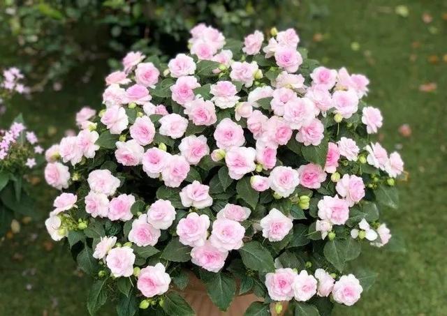 春天阳台适合养的花（适合春天的60种花）(56)