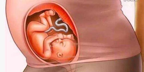 十月怀胎发育过程图（十月怀胎是啥样的）(9)