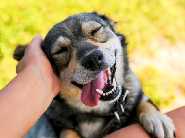 狗狗为什么看起来总在笑（你以为狗狗在笑）(6)