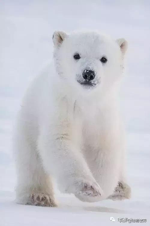 现存最大的北极熊（体型最大的陆上肉食性动物-北极熊）(43)