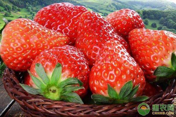 种植草莓没有蜜蜂授粉怎么办（如何促进草莓花期授粉）