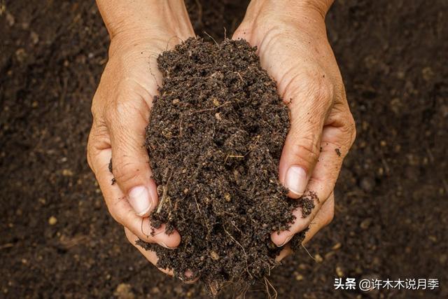 月季防虫害土方法（教你断根月季泥土内的虫害）(3)
