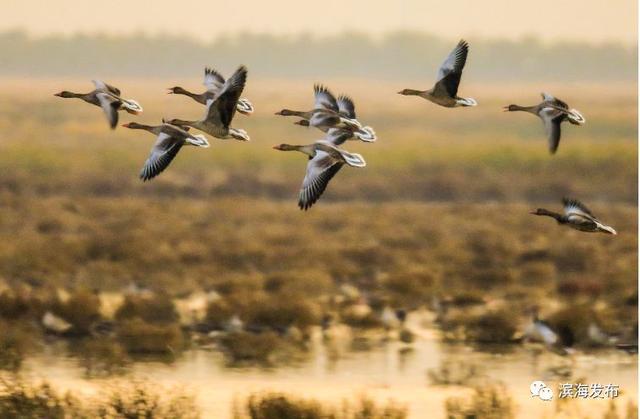 湿地保护区都生活哪些鸟类（北大港湿地万鸟云集大迁徙啦）
