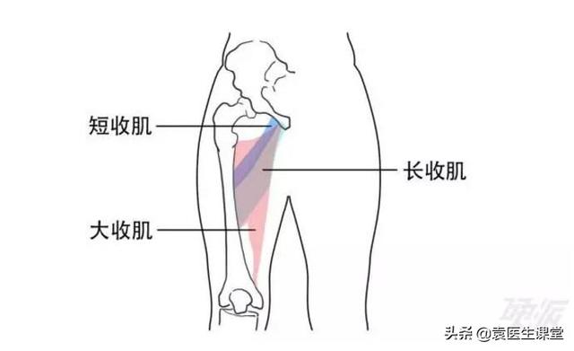 膝关节疼痛用什么穴位比较好（膝关节疼不一定膝盖有问题）(4)