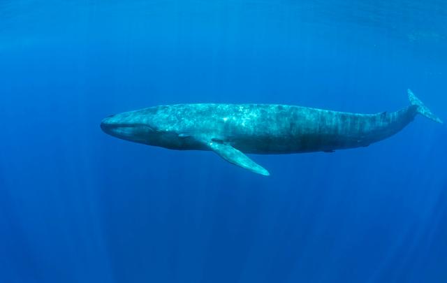 濒危物种鲸（物种百科蓝鲸）(1)