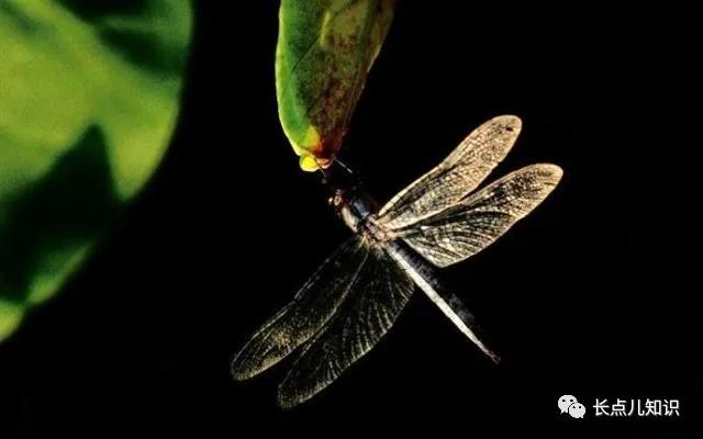 蜻蜓为什么能平衡（蜻蜓为什么要点水）(1)